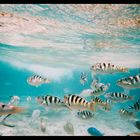 Seen underwater near Fijii Islands