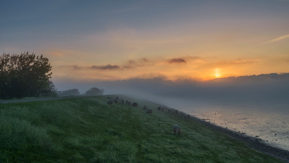 Seenebel früh morgens am Deich von Rantum auf Sylt