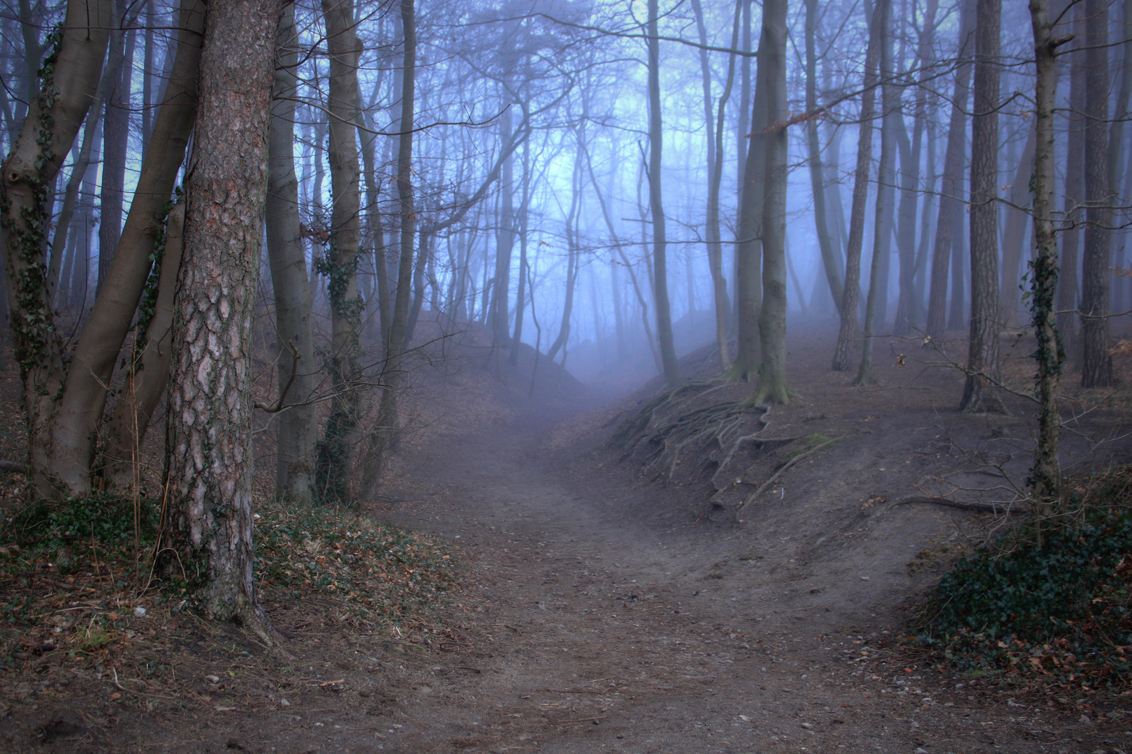 Seenebel im Küstenwald