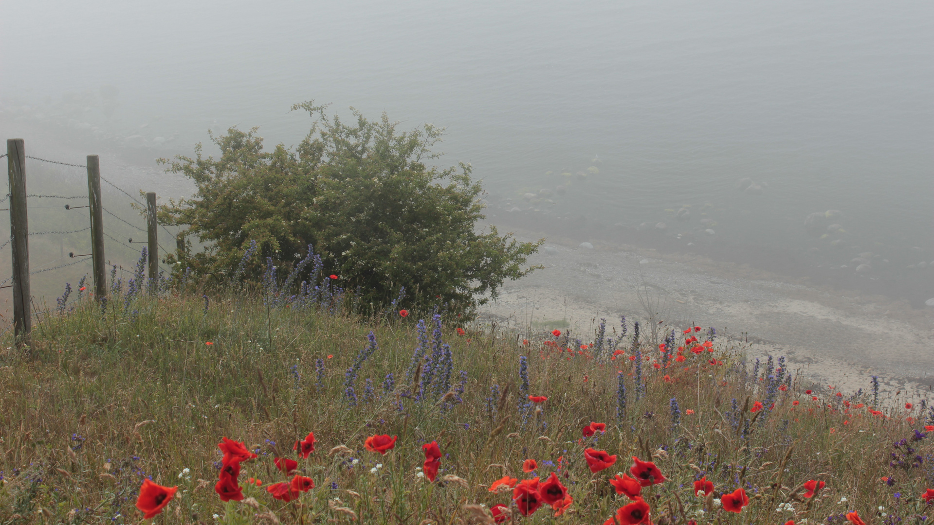 Seenebel und Mohn