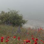 Seenebel und Mohn