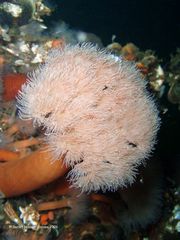 Seenelke (Metridium senile) groß am Wrack der Steen Trans