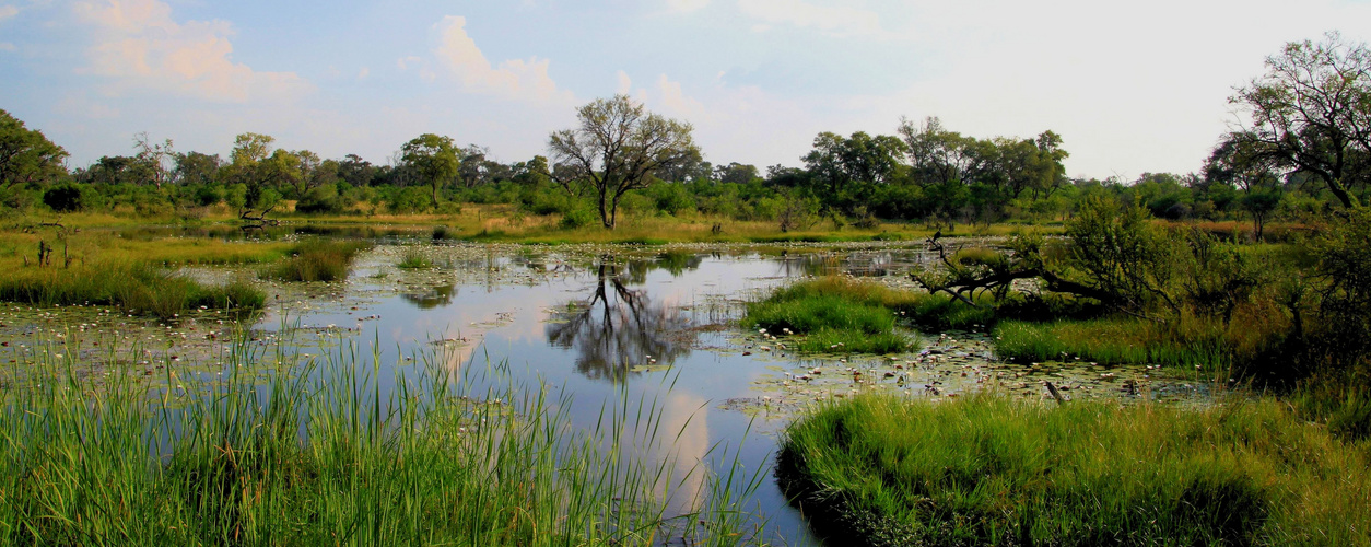 Seenlandschaft im Moremi NP