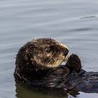 Seeotter