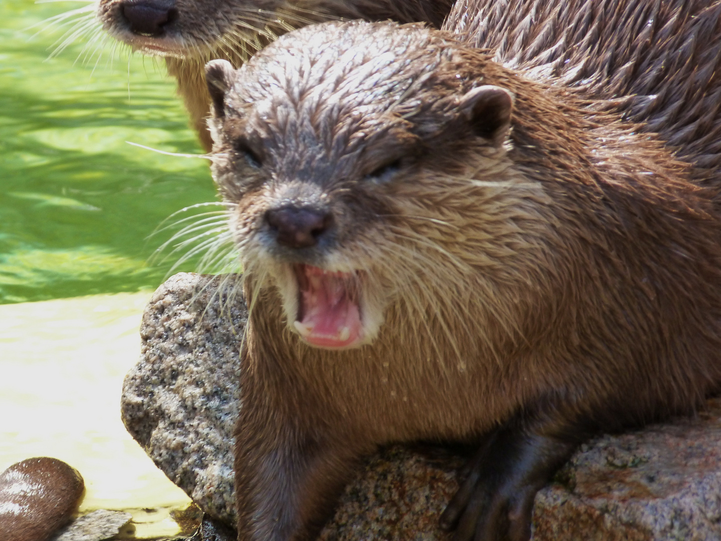 Seeotter