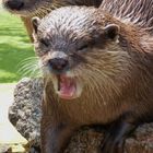 Seeotter