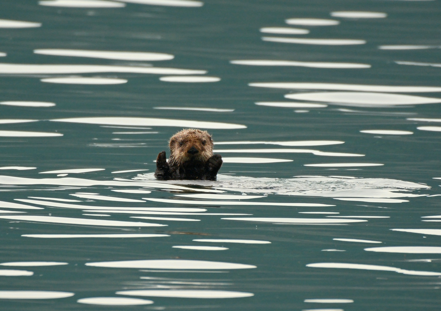 Seeotter 