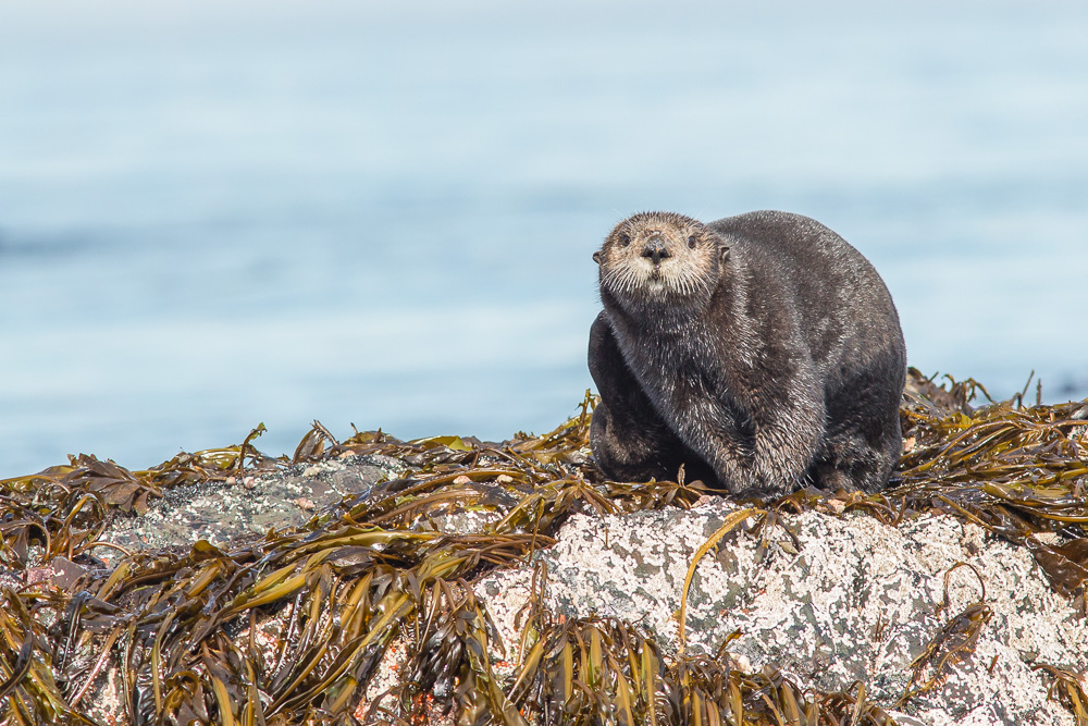 Seeotter