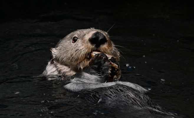 Seeotter