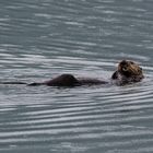 Seeotter   DSC_0481