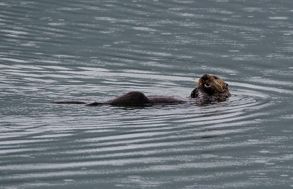 Seeotter   DSC_0481