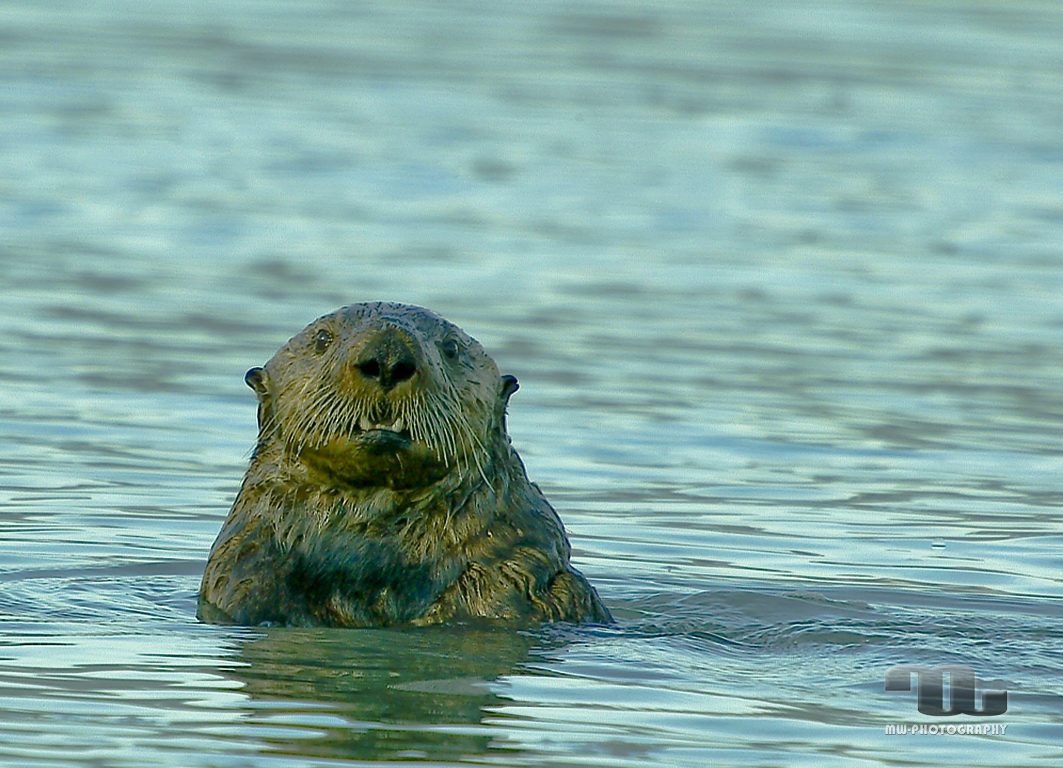 Seeotter