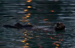 Seeotter im Abendlicht