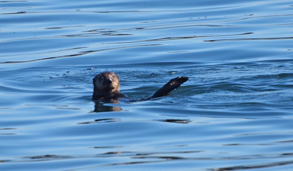 Seeotter im Hafen von Monterey