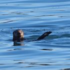 Seeotter im Hafen von Monterey