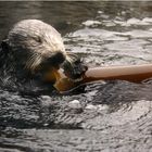 Seeotter im Pazifik