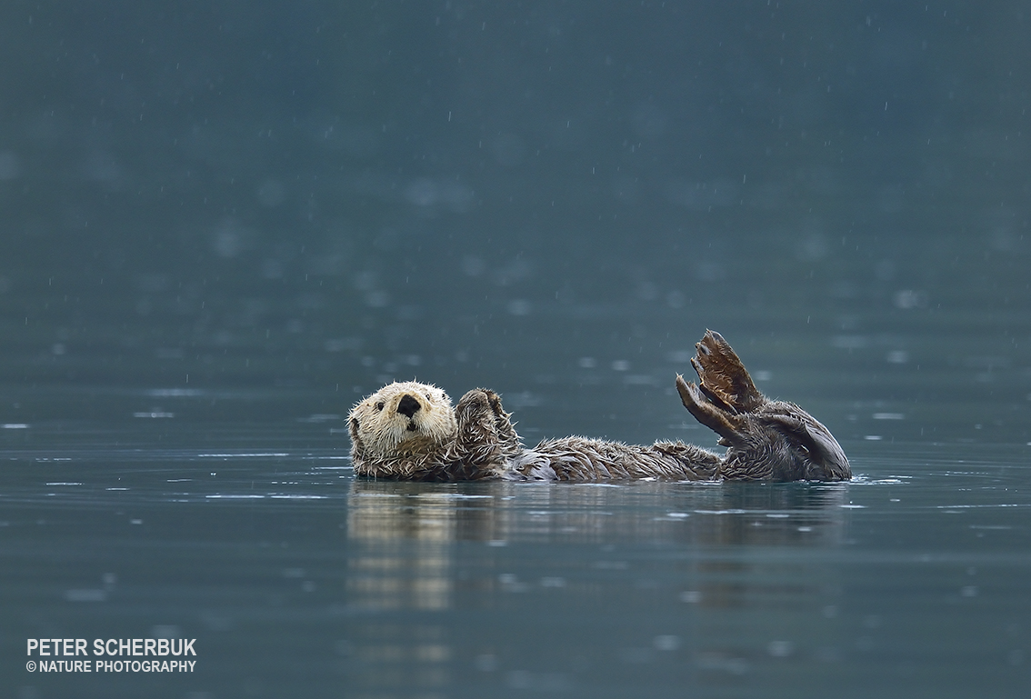 Seeotter im Prince William Sound...