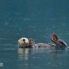 Seeotter im Prince William Sound...