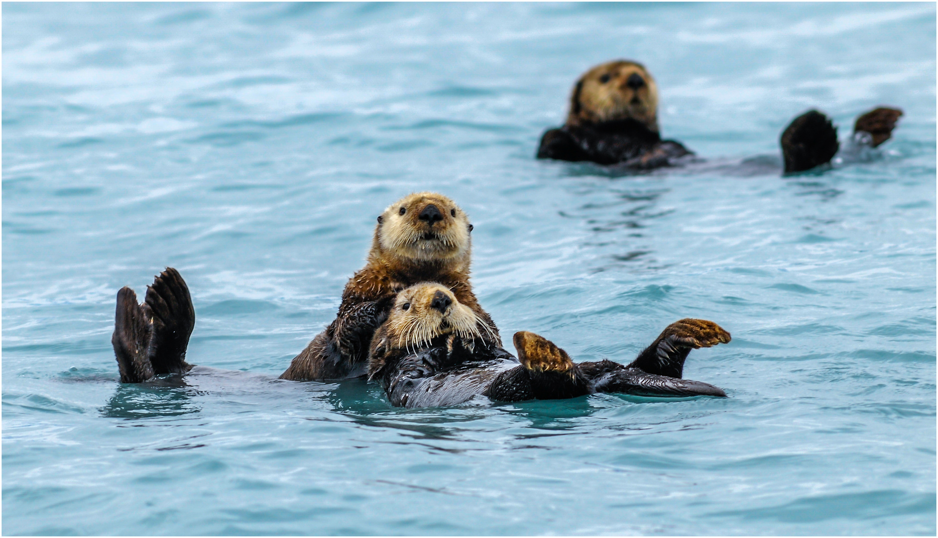 Seeotter in der Glacier Bay Alaska