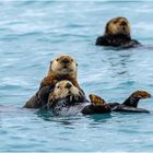 Seeotter in der Glacier Bay Alaska