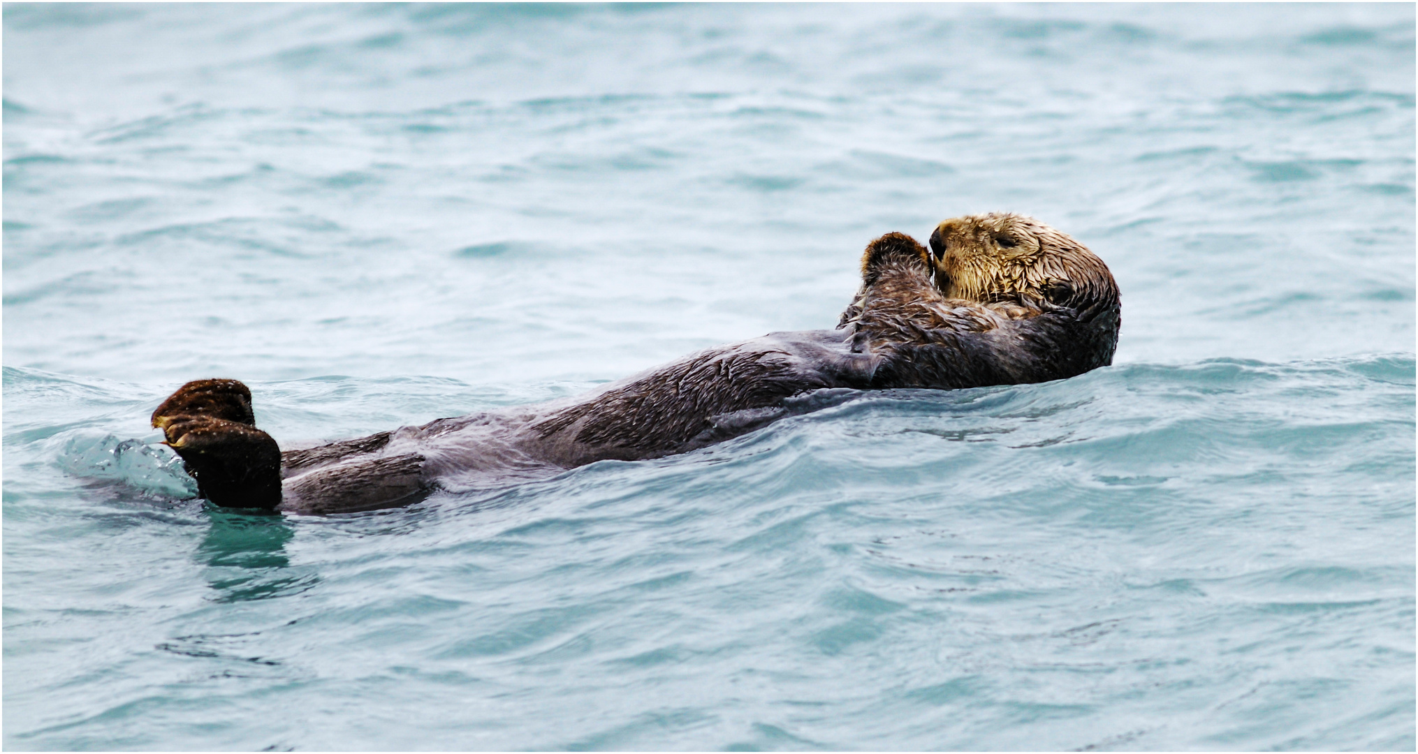 Seeotter Prince William Sound Alaska