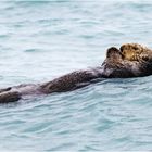 Seeotter Prince William Sound Alaska