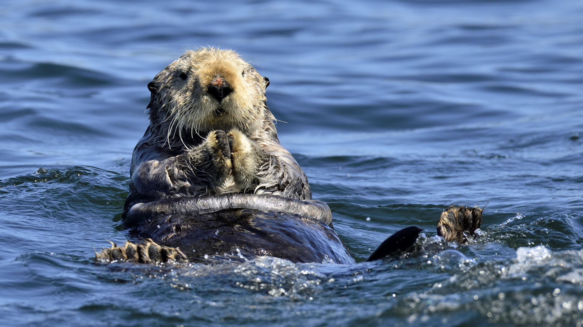 Seeotter vor Vancouver Island