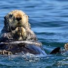 Seeotter vor Vancouver Island