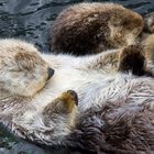 Seeotterliebe