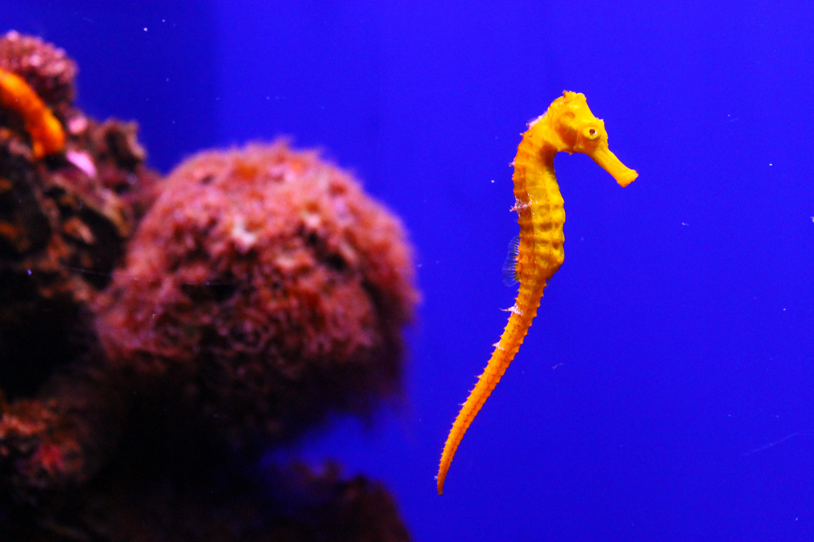 Seepferdchen Foto & Bild | tiere, zoo, wildpark & falknerei, zoo ...
