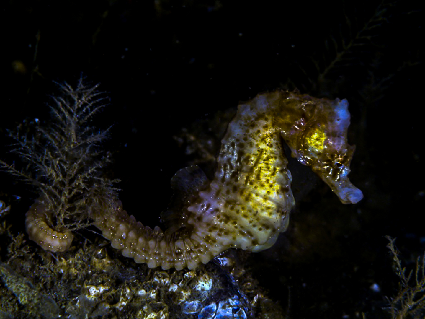 Seepferdchen Foto & Bild | tiere, wildlife, fische Bilder auf fotocommunity