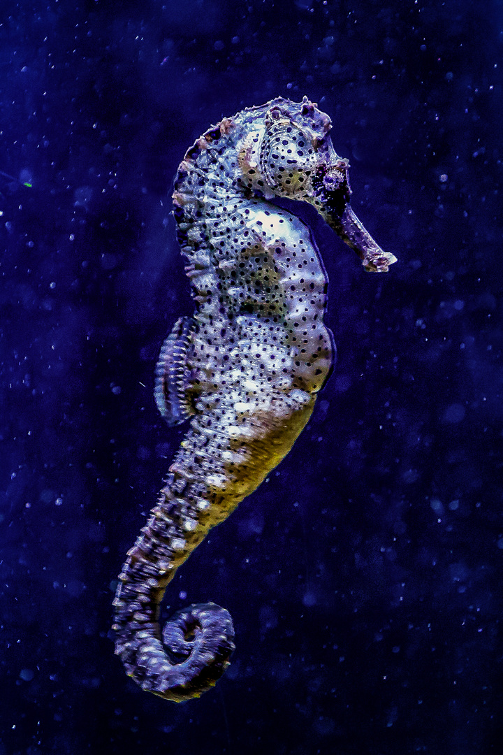 Seepferdchen Foto & Bild | tiere, zoo, wildpark & falknerei, zoo