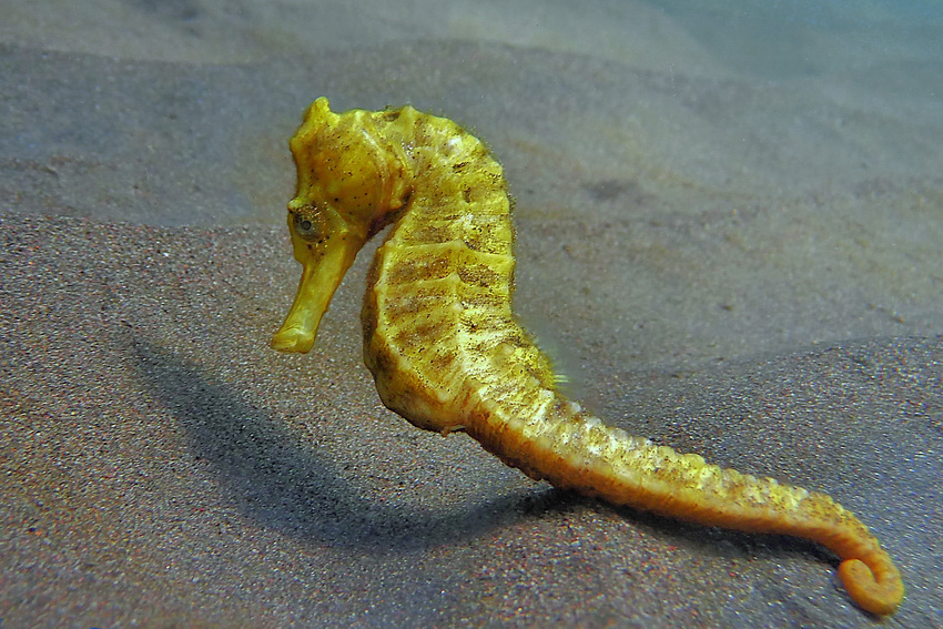 *Seepferdchen* Foto & Bild | unterwasser, uw-salzwasser, natur-kreativ
