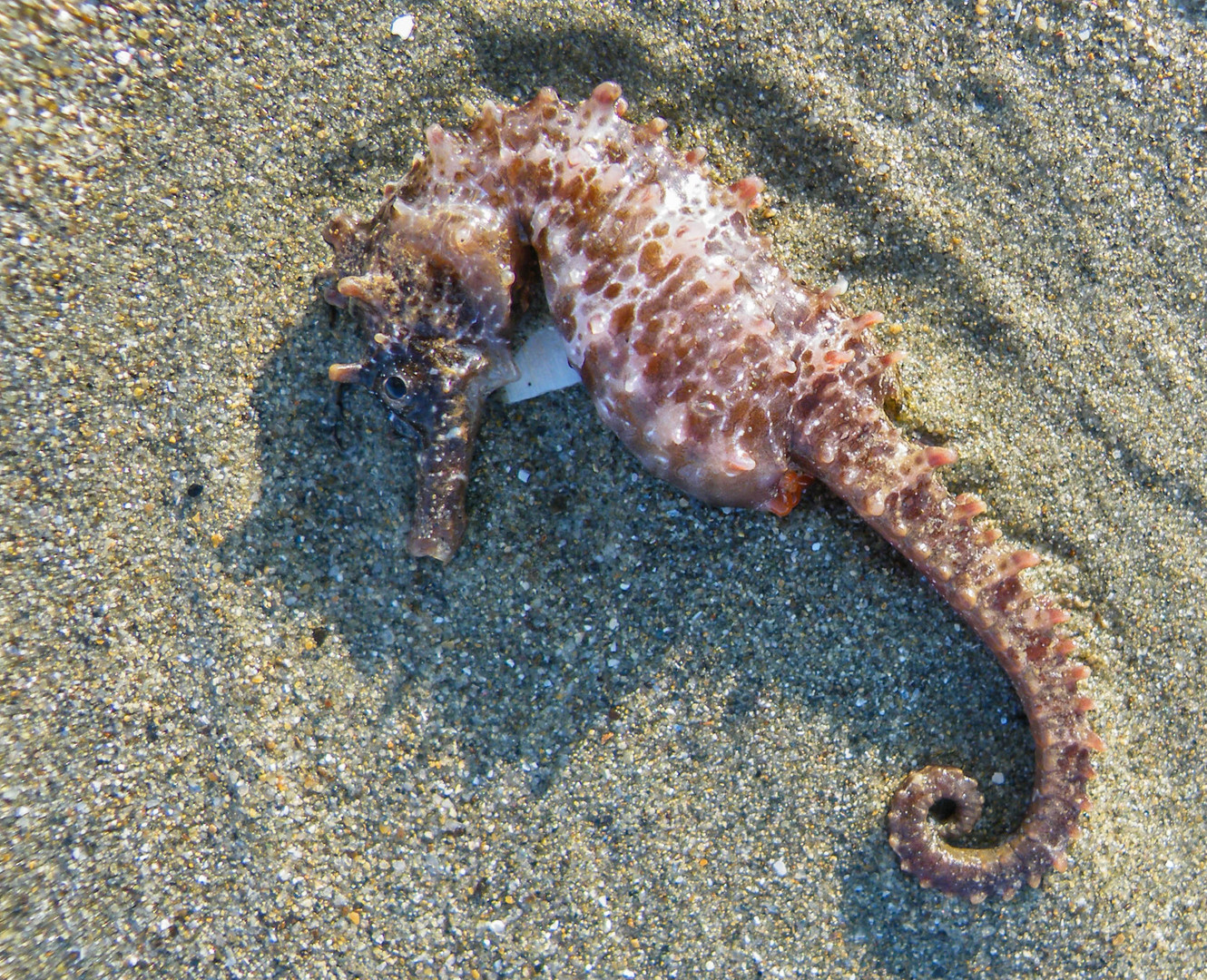 Seepferdchen am Strand