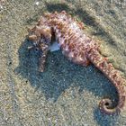 Seepferdchen am Strand