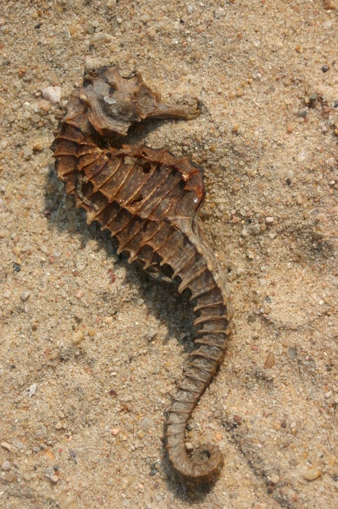 Seepferdchen am Strand im Mittelmeer