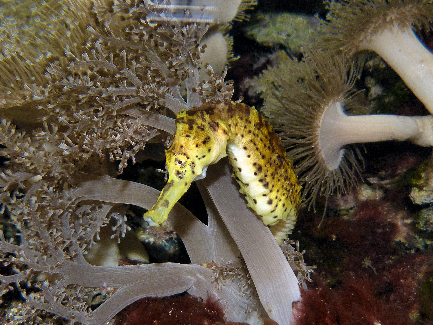 Seepferdchen Foto & Bild | tiere, zoo, wildpark & falknerei, zoo