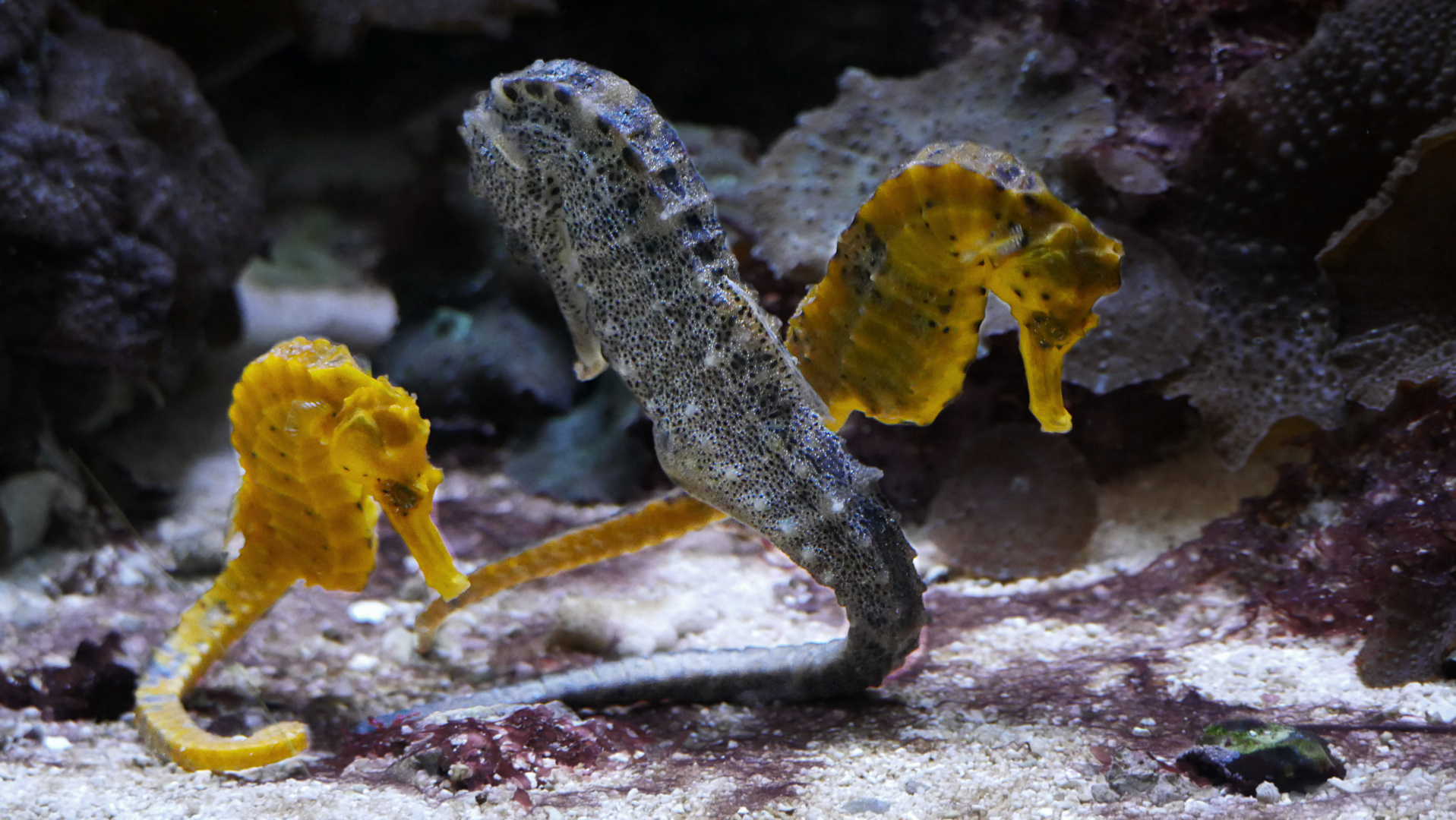 Seepferdchen Foto & Bild | natur, nahaufnahme, zoo Bilder auf fotocommunity