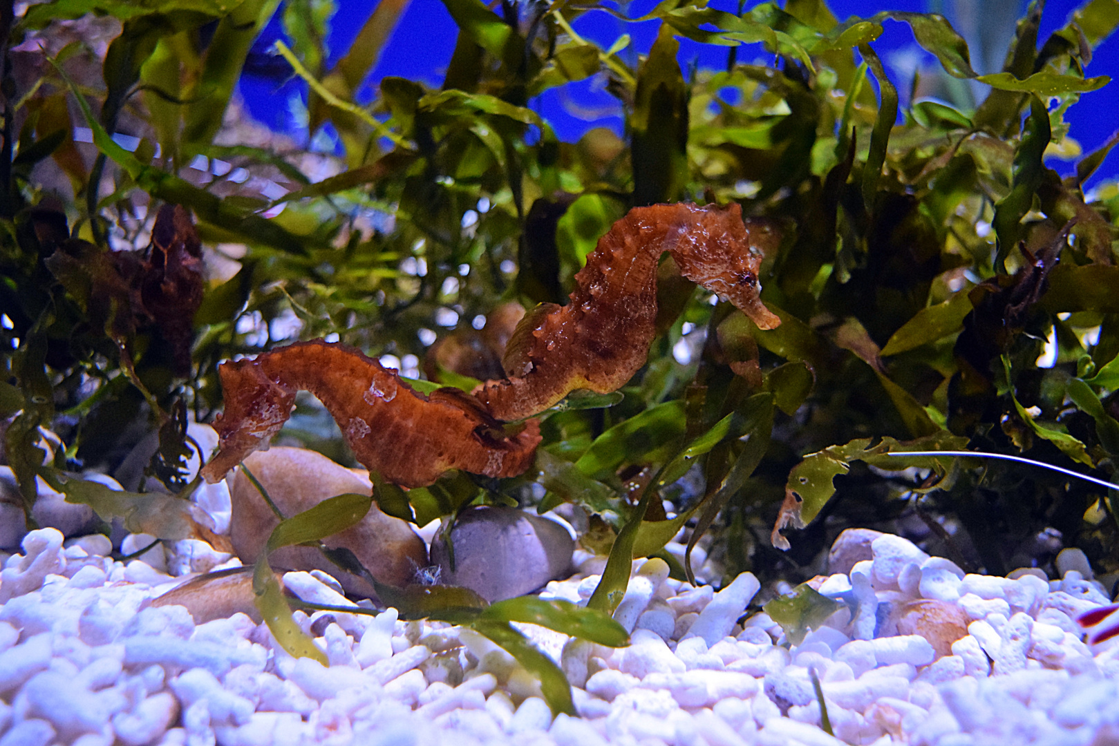 Seepferdchen Foto & Bild | tiere, zoo, wildpark & falknerei, zoo