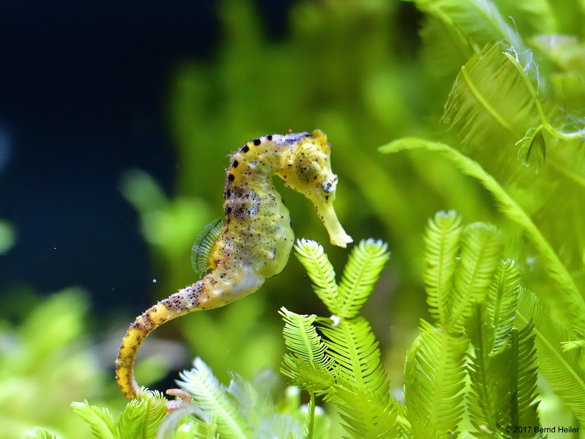 Seepferdchen Foto & Bild | tiere, zoo, wildpark & falknerei, zoo