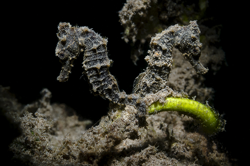 Seepferdchen | Größe ca. 2,5 cm Foto & Bild | natur, unterwasser