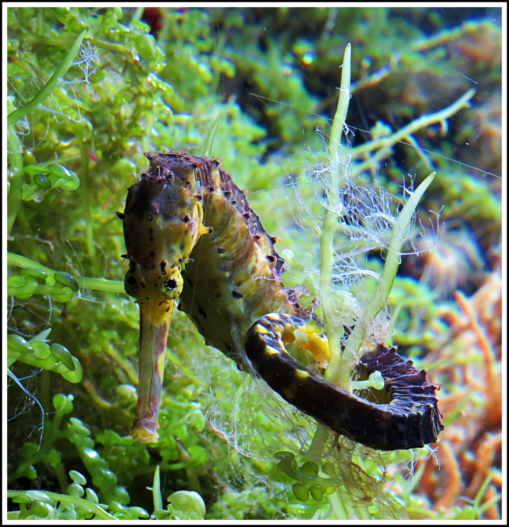 Seepferdchen Im Aquarium Foto Bild Tiere Zoo Wildpark Falknerei Zoo Aquaristik Bilder Auf Fotocommunity