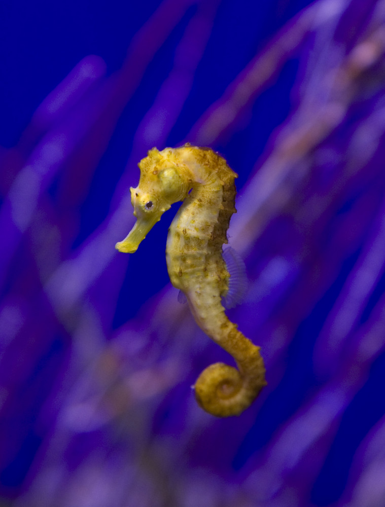 Seepferdchen Im Aquarium In Palma Foto Bild Tiere Zoo Wildpark Falknerei Zoo Aquaristik Bilder Auf Fotocommunity