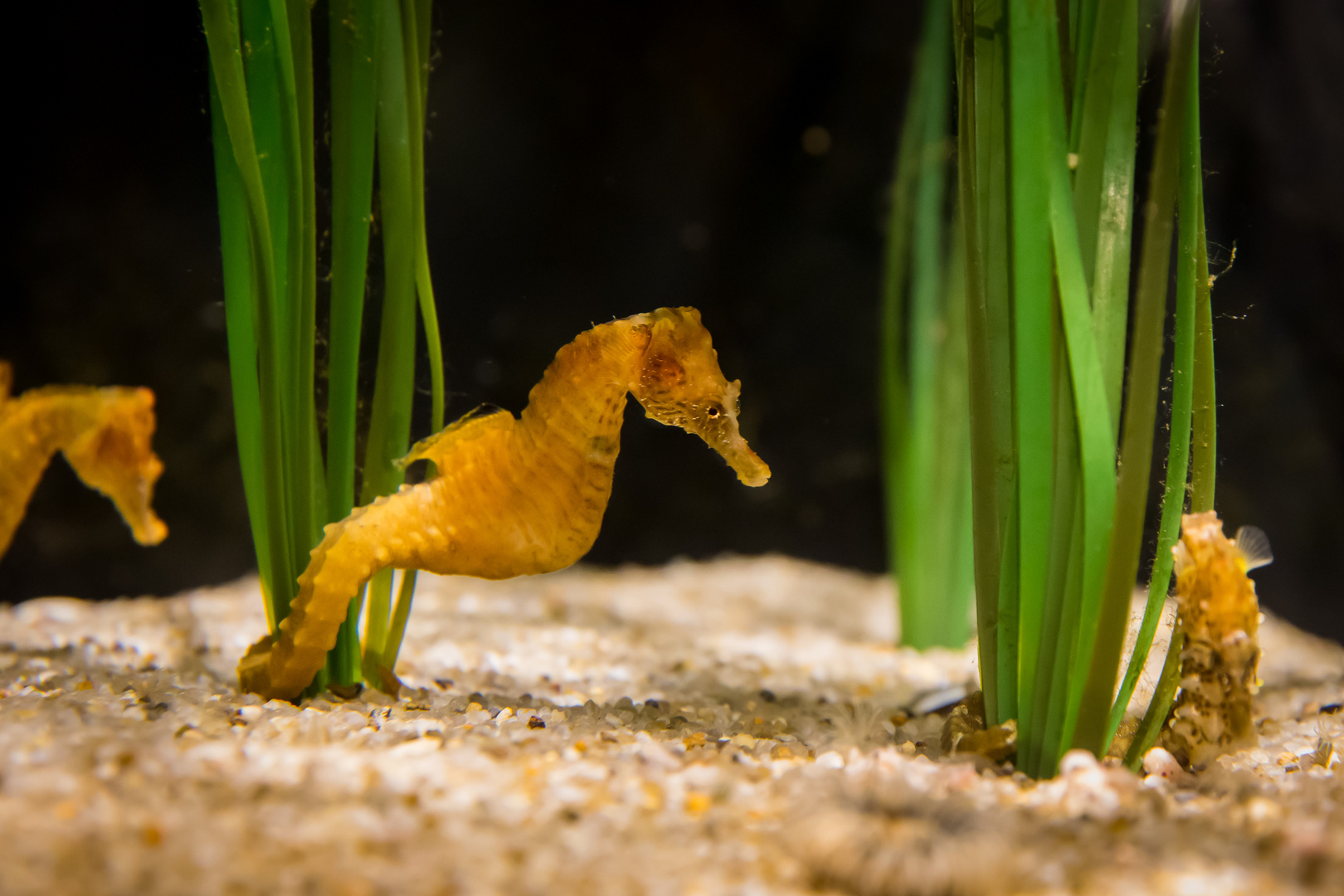Seepferdchen im Hirtshals Oceanarium Foto & Bild | world, natur, zoo