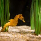 Seepferdchen im Hirtshals Oceanarium