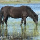 Seepferdchen in den Sulina-Auen