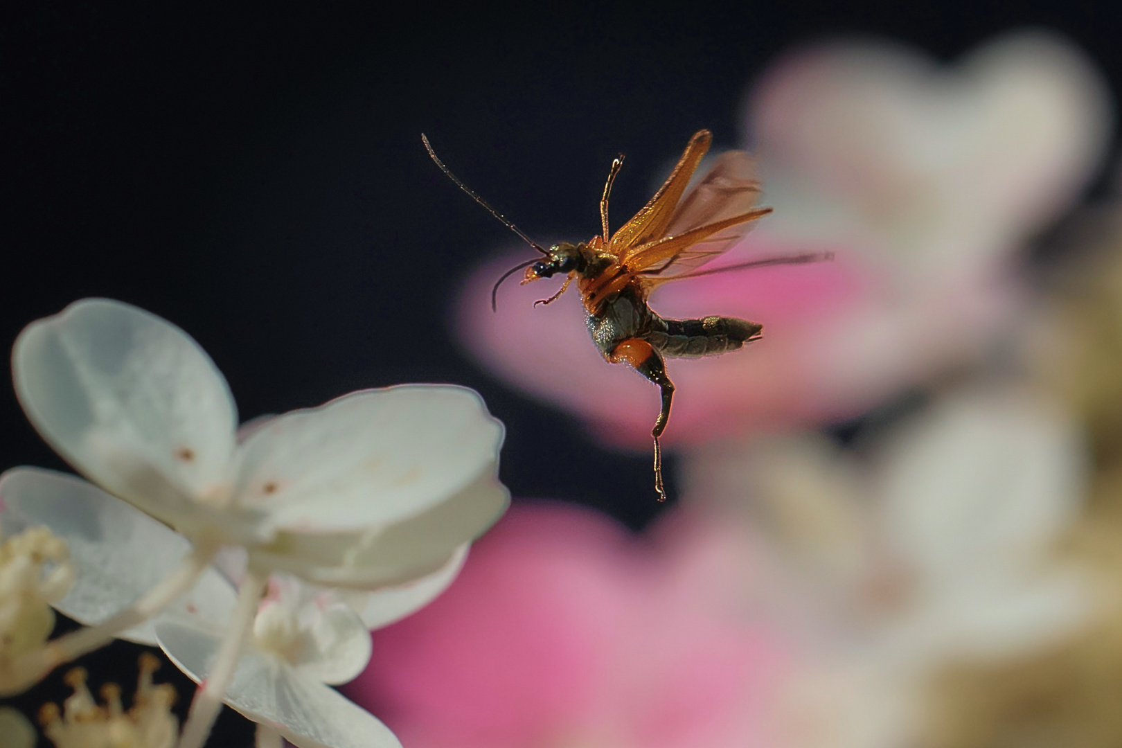 Seepferdchen ? ..nein es ist ein fliegender Weichkäfer......