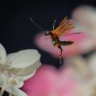 Seepferdchen ? ..nein es ist ein fliegender Weichkäfer......