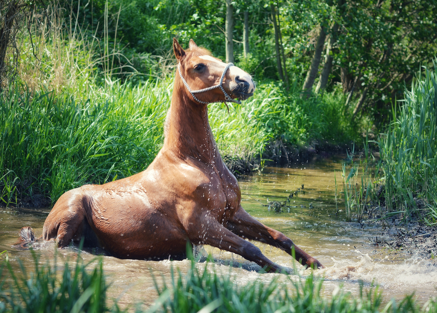 Seepferdchen oder Flusspferd