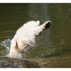 Seepferdchen Prüfung für kleine Eisbären